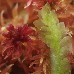 Shining Hookeria thumbnail 3