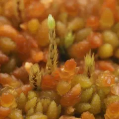 nodding thread-moss thumbnail 4