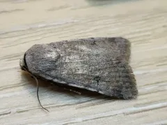 Exuberant Dart thumbnail 3