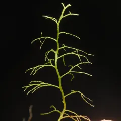 Lepidozia sandvicensis thumbnail 4