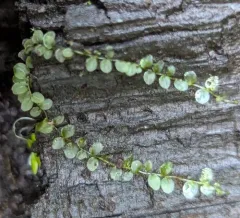 Long-beaked Thyme-moss thumbnail 2