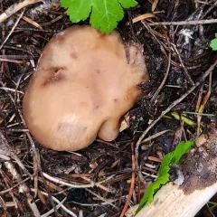 pale violet blewit thumbnail 3