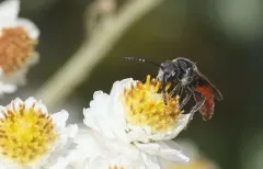 Sphecodes pecosensis thumbnail 2