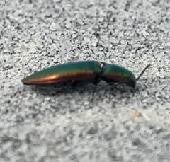 Resplendent Click Beetle thumbnail 2