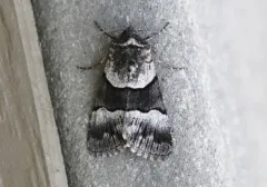 Sympistis chalybdis thumbnail 3