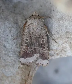 Abagrotis scopeops thumbnail 4