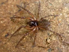 Thick-hooked Comb-tailed Spider thumbnail 4