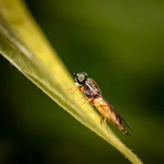 Twin-Spot Centurion Fly thumbnail 4