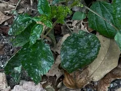 Golovinomyces greeneanus thumbnail 4