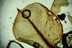 Lurid Cupola-moss thumbnail 2