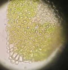 Cut Notchwort thumbnail 4