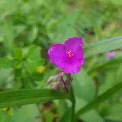 Virginia spiderwort thumbnail 2