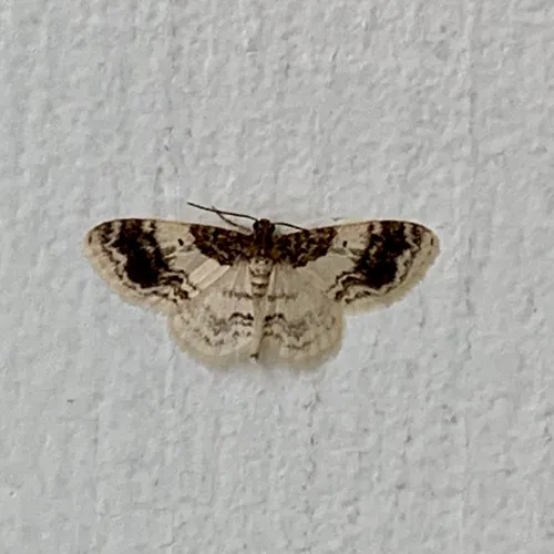 Hydrelia condensata