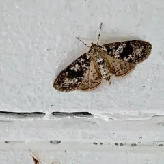 Splendid Palpita Moth thumbnail 3