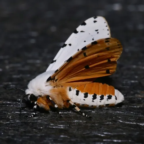 Salt Marsh Moth
