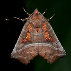 Herald Moth thumbnail 2