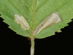 Coleophora ostryae thumbnail 3