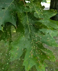 Oak Skeletonizer Moth thumbnail 4