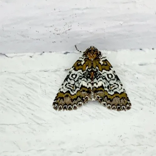 Owl-eyed Bird Dropping Moth