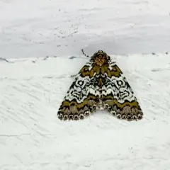 Owl-eyed Bird Dropping Moth thumbnail 1