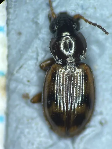 Bembidion convexulum
