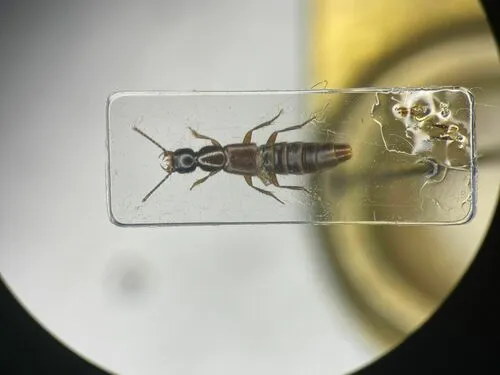 Kneecap Rove Beetle