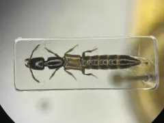 Ed Becker's Rove Beetle thumbnail 1
