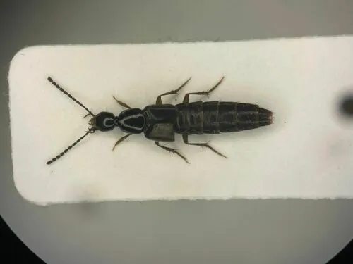 Philonthus flumineus