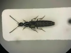 Philonthus flumineus thumbnail 1