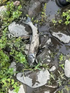 Lost River Sucker thumbnail 2