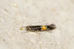 Cosmopterix clemensella thumbnail 1