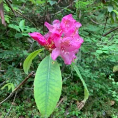 Pacific rhododendron thumbnail 4