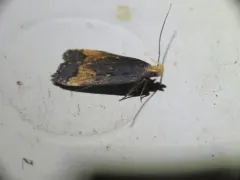 Dichomeris offula thumbnail 2