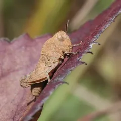 Sulphur-winged Grasshopper thumbnail 4