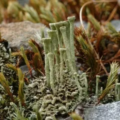 Trumpet Lichen thumbnail 4