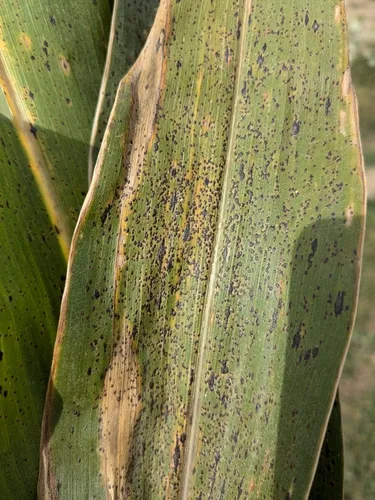 Phyllachora maydis