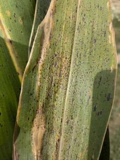 Phyllachora maydis thumbnail 1