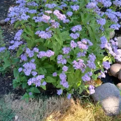 blue mistflower thumbnail 2