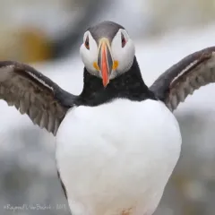 Atlantic Puffin thumbnail 2