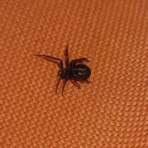 Steatoda hespera