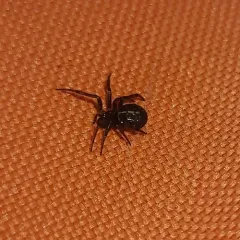 Steatoda hespera thumbnail 1