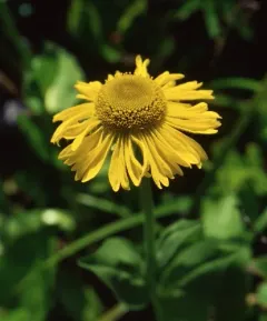 Coastal Sneezeweed thumbnail 4