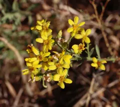 Hall's goldenweed thumbnail 4