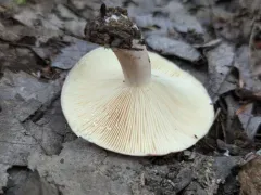 dyed milkcap thumbnail 3