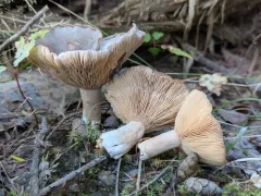 pap milkcap thumbnail 3