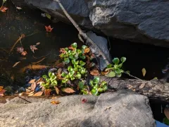 common water hyacinth thumbnail 3