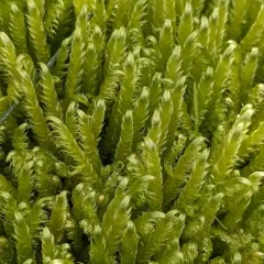 Lindberg's Hypnum Moss thumbnail 3