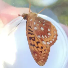 Great Spangled Fritillary thumbnail 2
