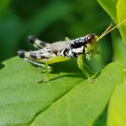 Green-legged Spur-throat Grasshopper