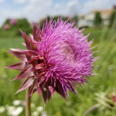 musk thistle thumbnail 4